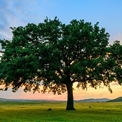 愿景、使命和戰(zhàn)略